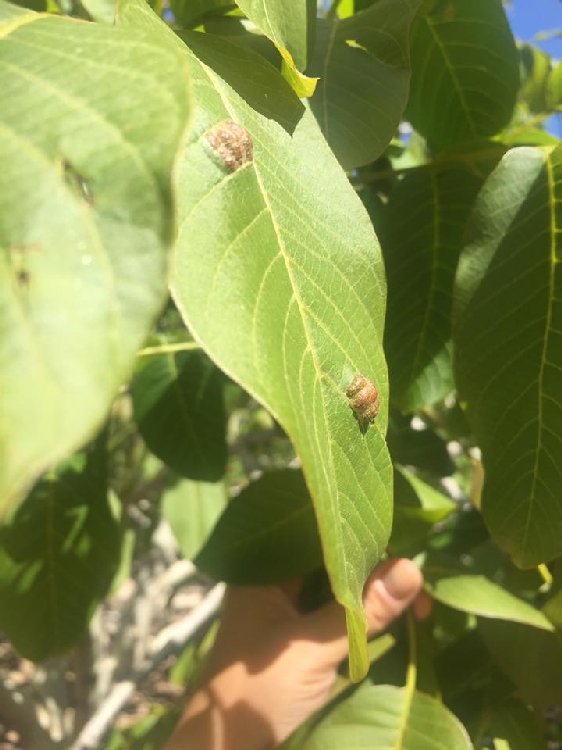 Ceviz Gal Yaprak Akarı