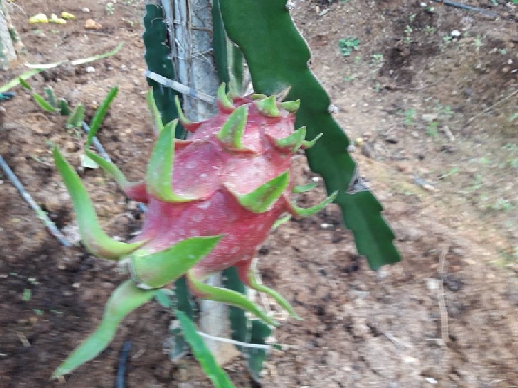 Pitaya Meyesi Yetiştiriciliği Nasıl Yapılır?