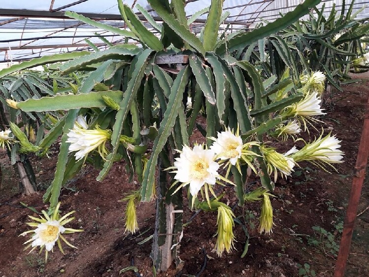 Pitaya Meyesi Yetiştiriciliği Nasıl Yapılır?