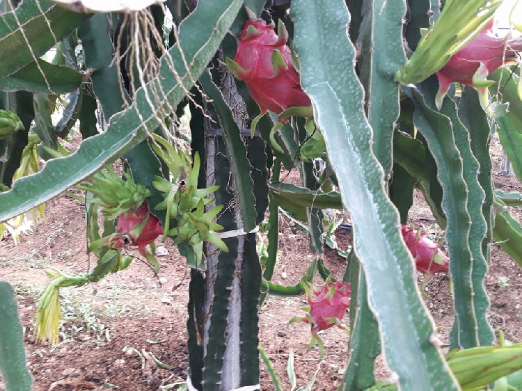 Pitaya Meyesi Yetiştiriciliği Nasıl Yapılır?