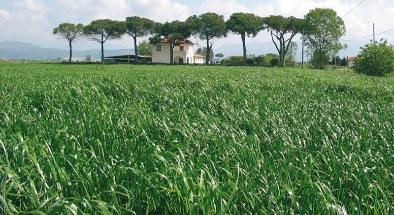 Çayır Mera Ve Yem Bitkileri Ders Notları