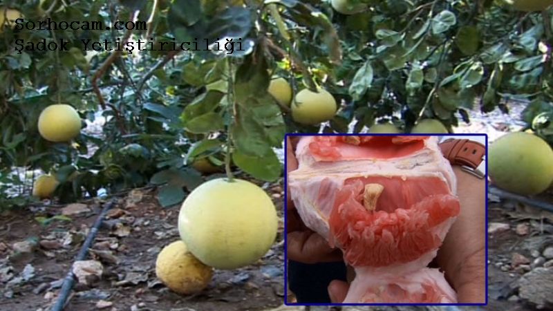 Şadok Yetiştiriciliği Nasıl Yapılır?