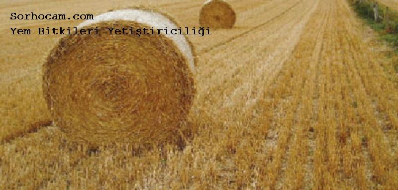 Buğdaygil Yem Bitkileri Nelerdir? Yem Bitkileri Yetiştiriciliği