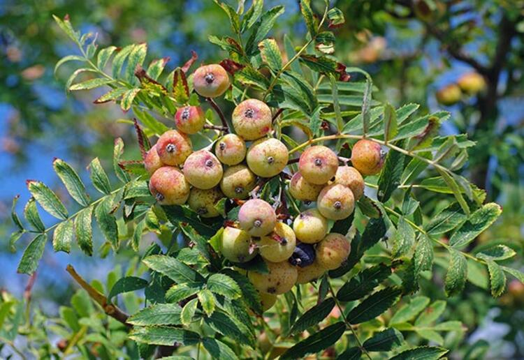 Üvez Nedir, Nasıl Yetiştirilir?