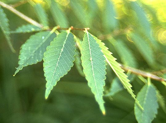 Zelkova Nedir, Nasıl Yetiştirilir?