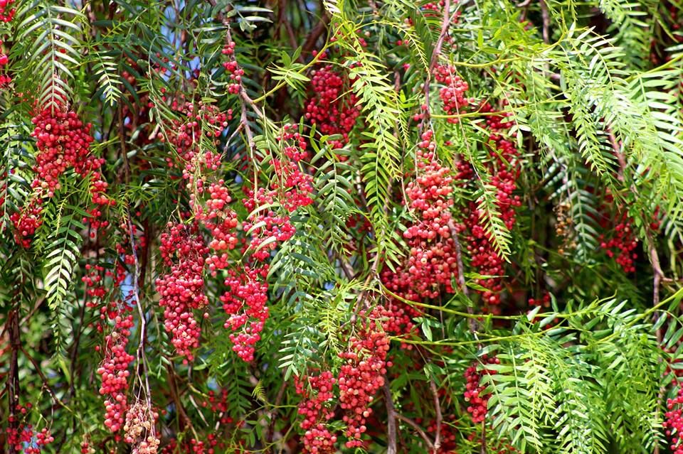 Yalancı Karabiber Nedir, Nasıl Yetiştirilir? Yalancı Karabiber Nedir, Nasıl Yetiştirilir?