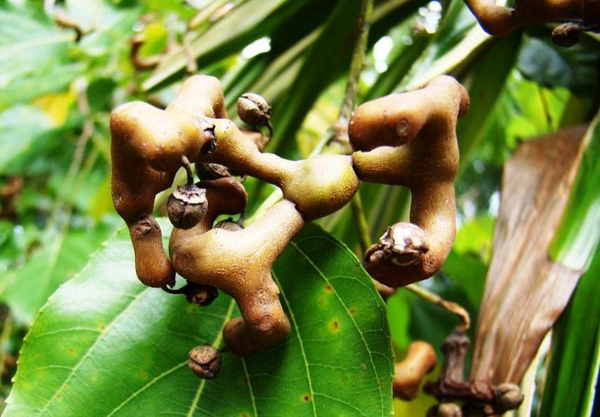 Japon Kuru Üzüm Ağacı Nedir, Nasıl Yetiştirilir? Şeker Ağacı