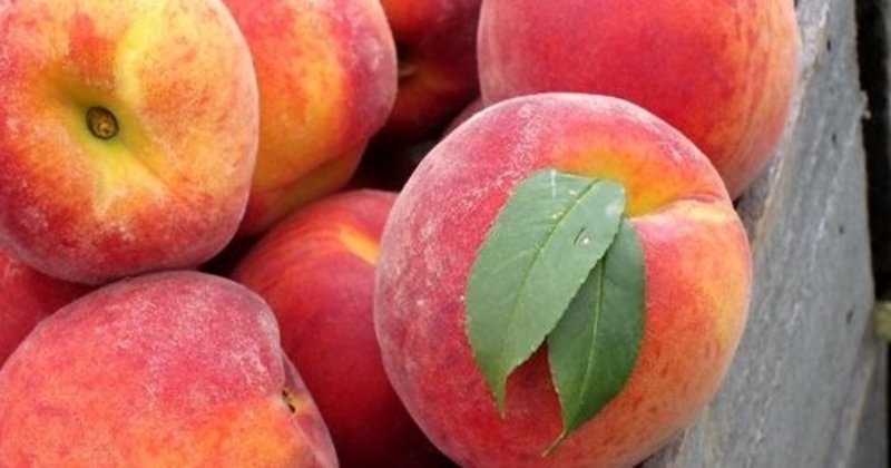 Şeftali Nedir, Nasıl Yetiştirilir?