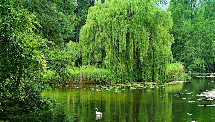 Söğüt Ağacı Nedir, Nasıl Yetiştirilir?